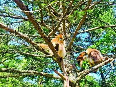 林风簌簌,其法彰彰——森林法有效实施助力青山常翠 林风簌簌,其法彰彰——森林法有效实施助力青山常翠
