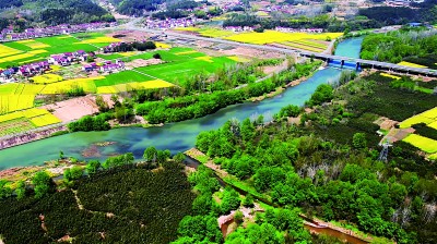 湖北省远安县鸣凤镇北门村：竹林遍野绿生金
