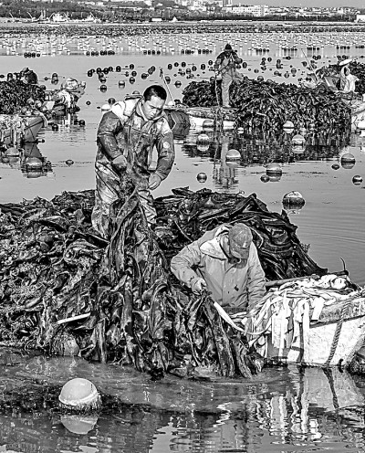 海洋牧场，在海底“放牧”