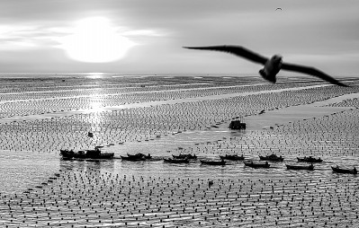 海洋牧场，在海底“放牧”