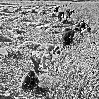 生产方式整个变了!瞧,夏收这些新鲜事 生产方式整个变了!瞧,夏收这些新鲜事