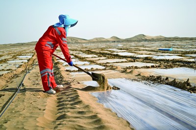 沙海披绿甲 荒漠掘金山——新疆持续巩固塔克拉玛干沙漠“锁边”成果