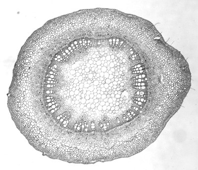 一场关于“纸”的漫游——评《纸落云烟——中国传统手工纸概览》 一场关于“纸”的漫游——评《纸落云烟——中国传统手工纸概览》
