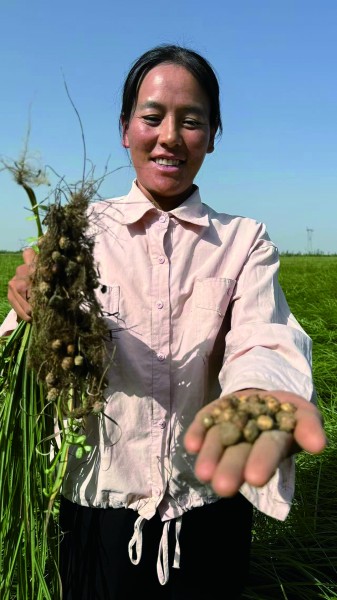 新疆：沙漠戴上了“绿围脖”