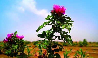 新疆：沙漠戴上了“绿围脖”