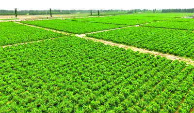 新疆：沙漠戴上了“绿围脖”