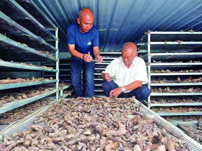 新疆：沙漠戴上了“绿围脖”