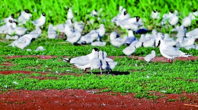 宁夏青铜峡库区湿地自然保护区：“湿地壮阔，水鸟振翅，顶有趣呢！”