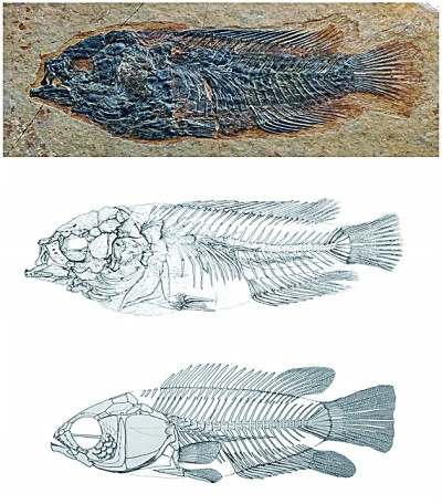 翻阅世界屋脊的生命史诗——读《山海折叠》 翻阅世界屋脊的生命史诗——读《山海折叠》
