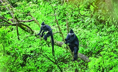 【人与自然和谐相处的温暖瞬间】“黑大圣”添丁