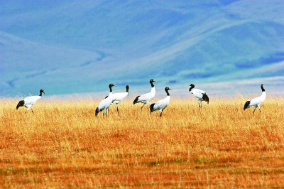 甘肃尕海则岔国家级自然保护区:高原淡水湖重焕生机的故事 甘肃尕海则岔国家级自然保护区:高原淡水湖重焕生机的故事
