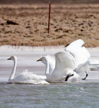甘肃尕海则岔国家级自然保护区:高原淡水湖重焕生机的故事 甘肃尕海则岔国家级自然保护区:高原淡水湖重焕生机的故事