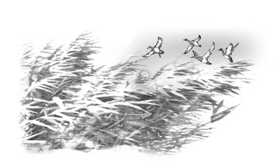 白洋淀的“眼睛”