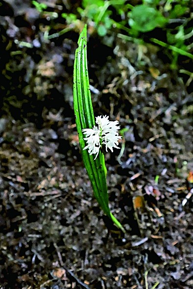 重庆发现近危物种长叶山兰 重庆发现近危物种长叶山兰