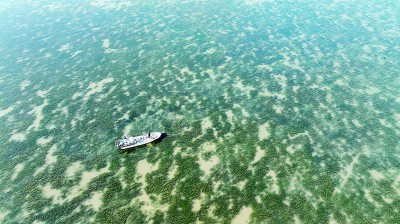 在渤海湾种出一片“海底草原”