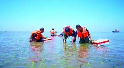 在渤海湾种出一片“海底草原”
