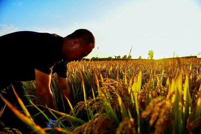 稻菽千重浪 农园入画来——吉林省吉林市稳步推进农业高质量发展 稻菽千重浪 农园入画来——吉林省吉林市稳步推进农业高质量发展