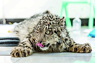 【人与自然和谐相处的温暖瞬间】凌小蛰搬新家