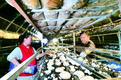 新疆奎屯市开干齐乡高疙瘩泉村:“菌香”四溢促蝶变 新疆奎屯市开干齐乡高疙瘩泉村:“菌香”四溢促蝶变