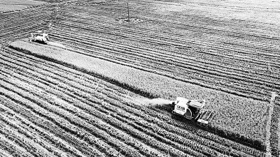 处暑时节收获忙