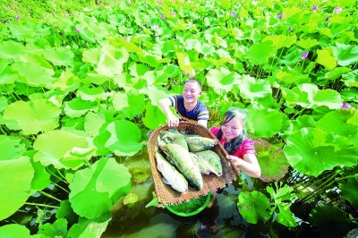 苗岭新风采 丰收满黔山 苗岭新风采 丰收满黔山