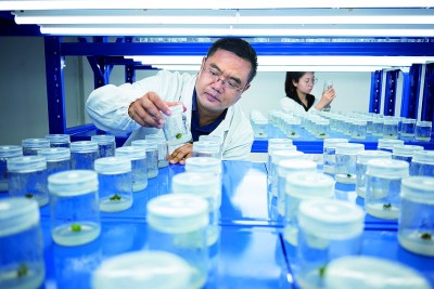 科技赋能 油菜飘香