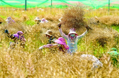 科技赋能 油菜飘香