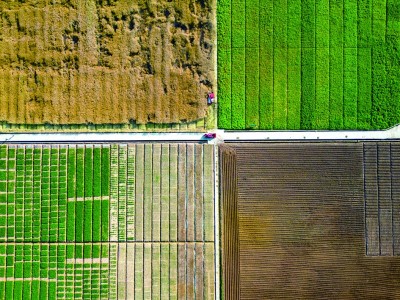 科技赋能 油菜飘香