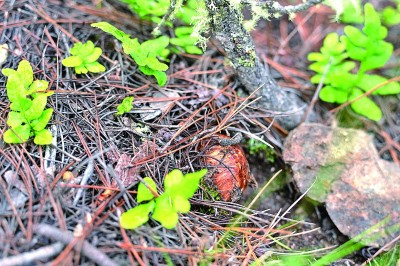 遏制“打野”乱象 筑牢生态防线