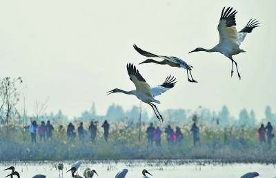 遏制“打野”乱象 筑牢生态防线