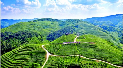 贵州省黔东南州麻江县龙山镇龙山村：蓝莓里尝出甜日子