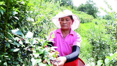 贵州省黔东南州麻江县龙山镇龙山村：蓝莓里尝出甜日子