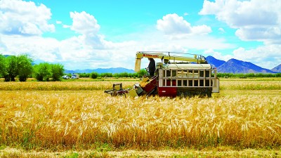 “温饱粮”变身“致富粮”——西藏因地制宜发展高原特色产业