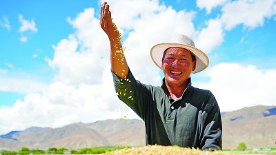 “温饱粮”变身“致富粮”——西藏因地制宜发展高原特色产业