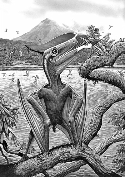 翼龙“食谱”新发现：空中霸主也吃素