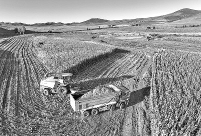 抢抓农时 收获青贮