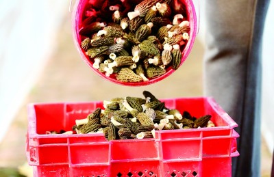 方寸屏幕“掌控”万亩良田——山东青岛大力发展智慧农业