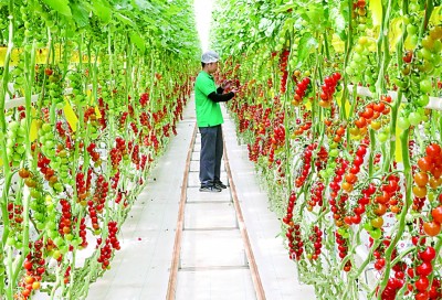 方寸屏幕“掌控”万亩良田——山东青岛大力发展智慧农业