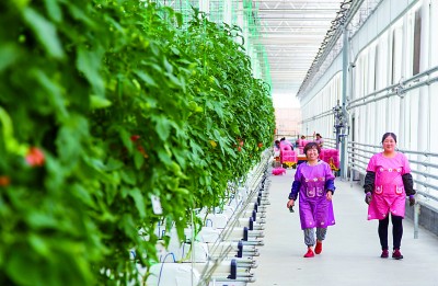 方寸屏幕“掌控”万亩良田——山东青岛大力发展智慧农业