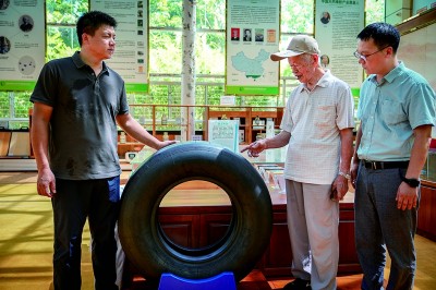 橡胶树育种的科研接力 橡胶树育种的科研接力