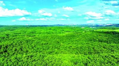 橡胶树育种的科研接力 橡胶树育种的科研接力