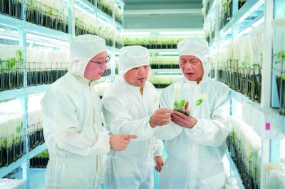 橡胶树育种的科研接力 橡胶树育种的科研接力