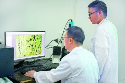 橡胶树育种的科研接力 橡胶树育种的科研接力