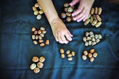 橡胶树育种的科研接力 橡胶树育种的科研接力