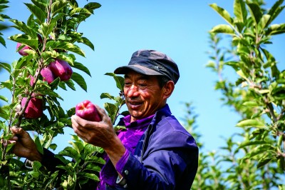 甘肃省兰州市西固区金沟乡马家山村：红苹果映照美好生活