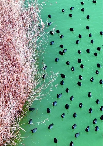 一泓碧波群鸟栖