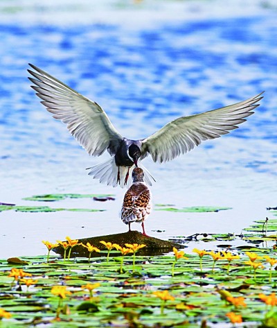 一泓碧波群鸟栖