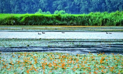 一泓碧波群鸟栖