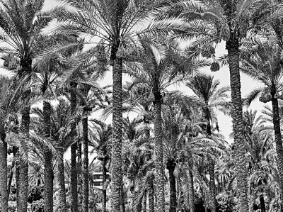 椰枣，阿拉伯人的文化记忆