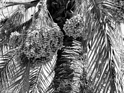 椰枣，阿拉伯人的文化记忆